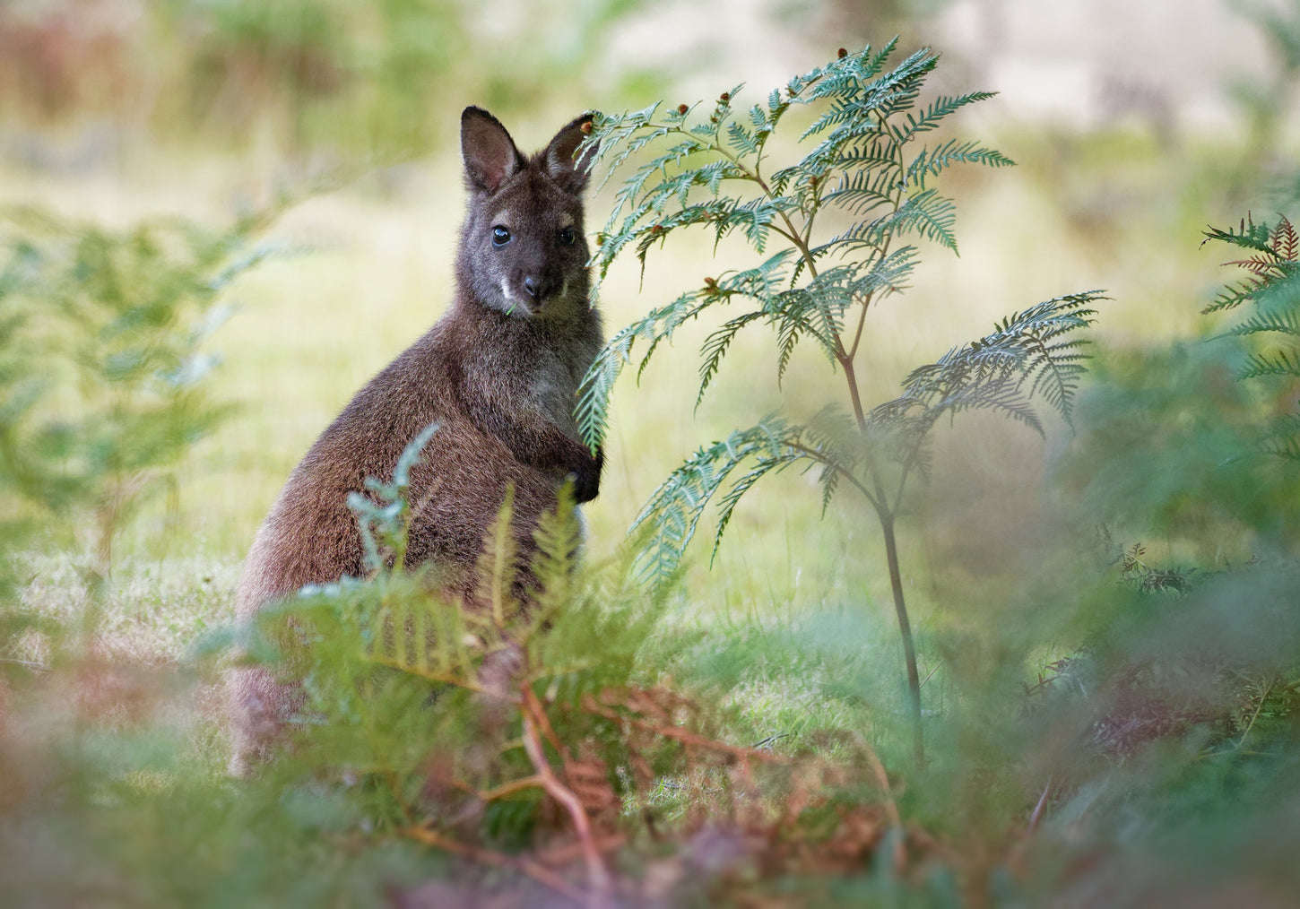 Wallaby Wuggs Wallaby fur boots